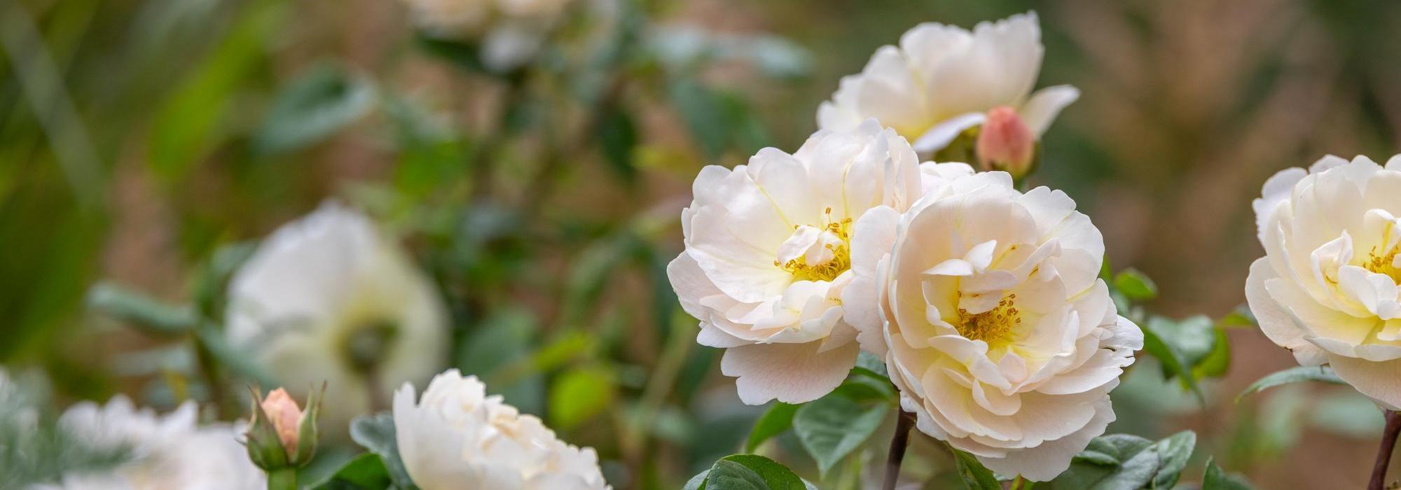 Sir David Beckham white rose bred by David Austin