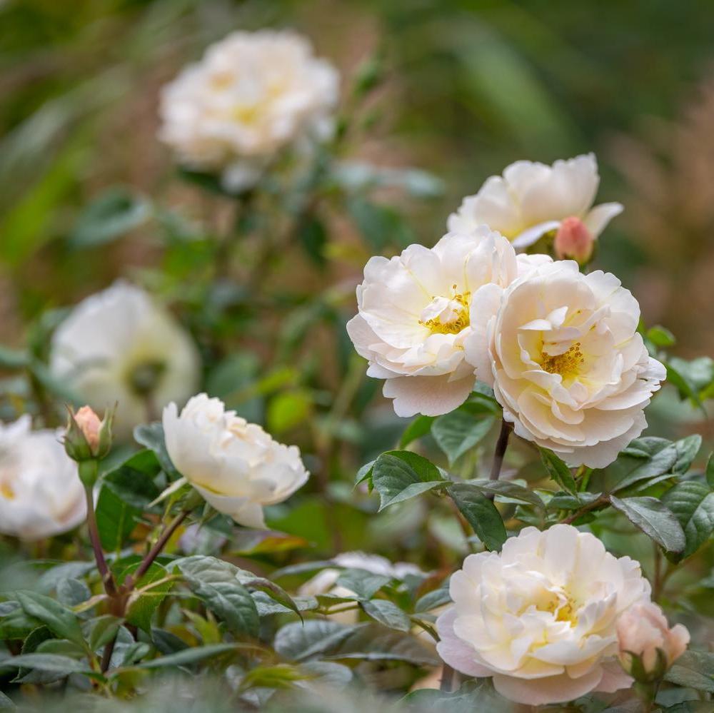 Sir David Beckham white rose bred by David Austin