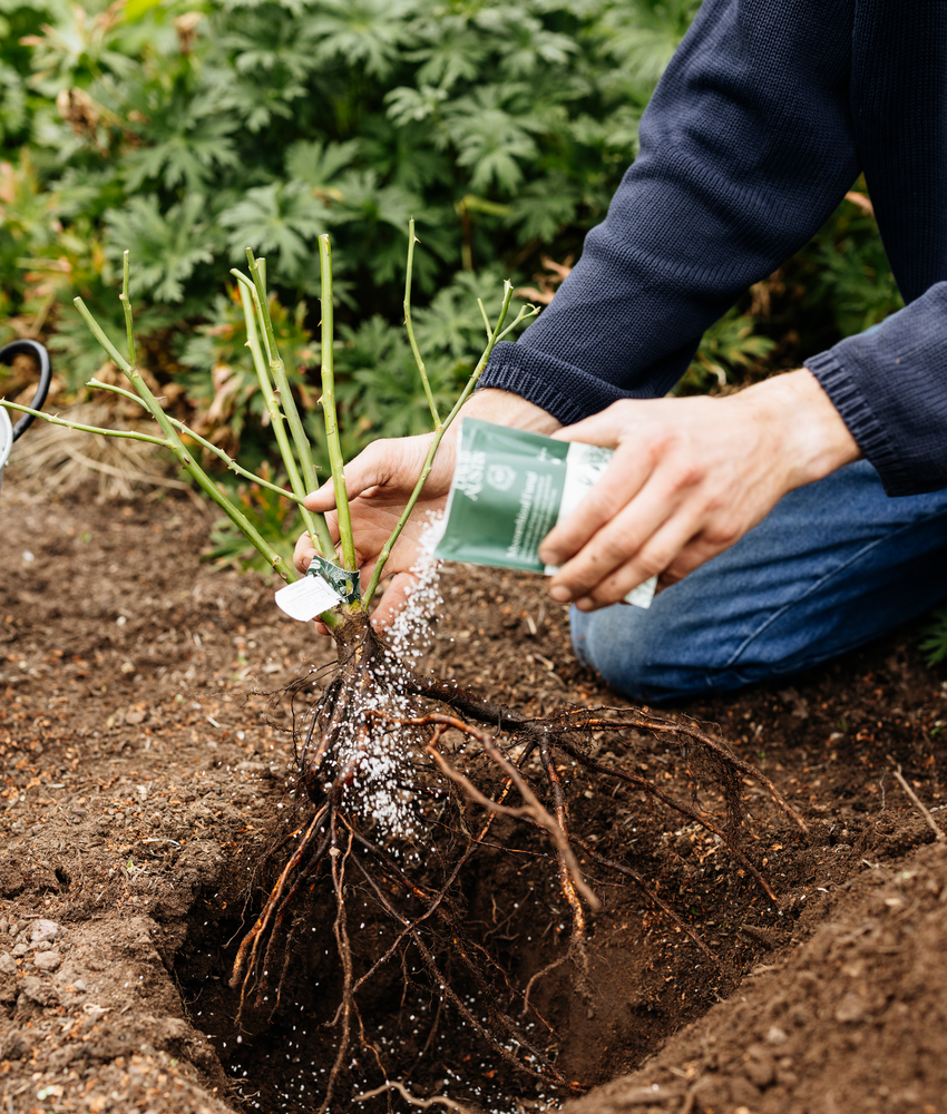A close-up lifestyle shot of a gardener kneeling in soil and sprinkling a white granular substance, called mycorrhizal fungi onto the roots of a bare root rose that is about to be planted into a large hole.