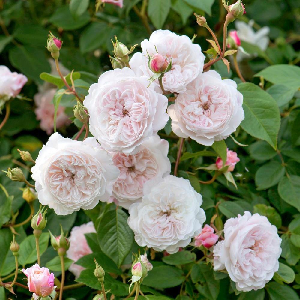 The_Albrighton_Rambler pink rambler bred by David Austin