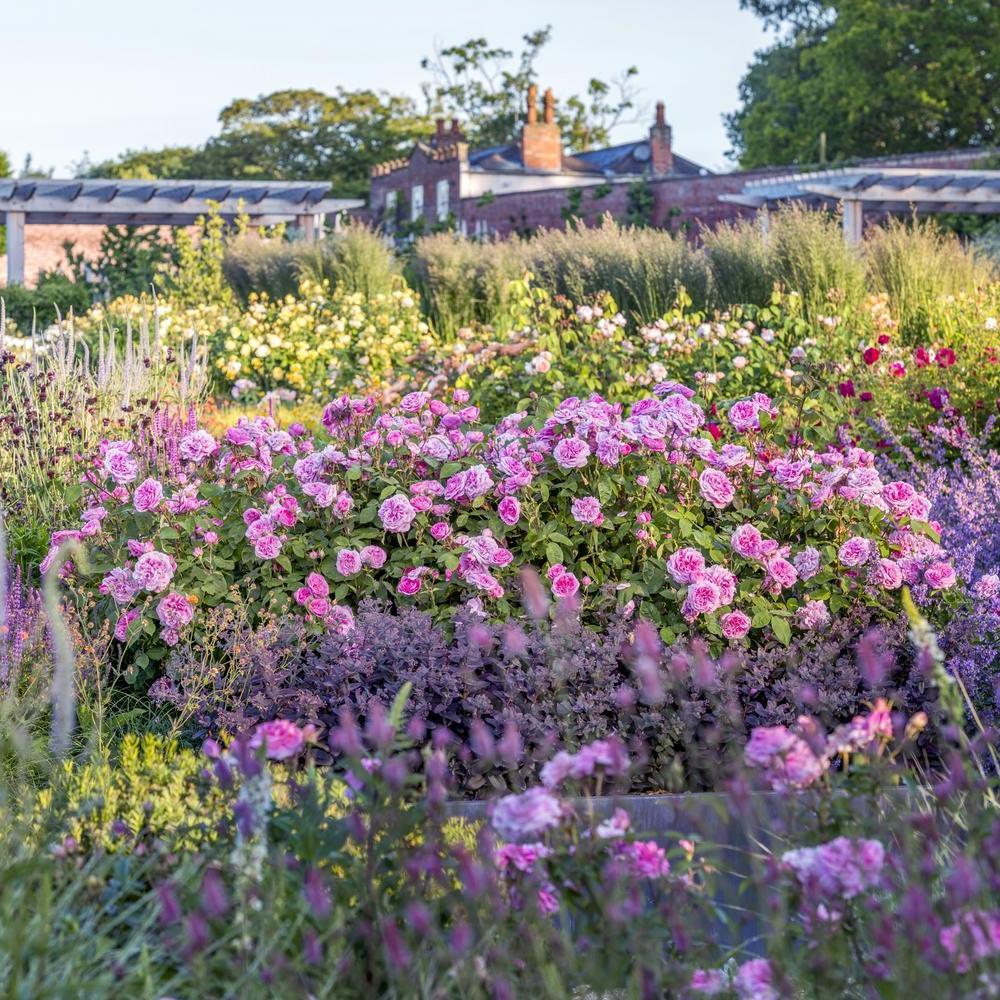 Gertrude Jekyll®