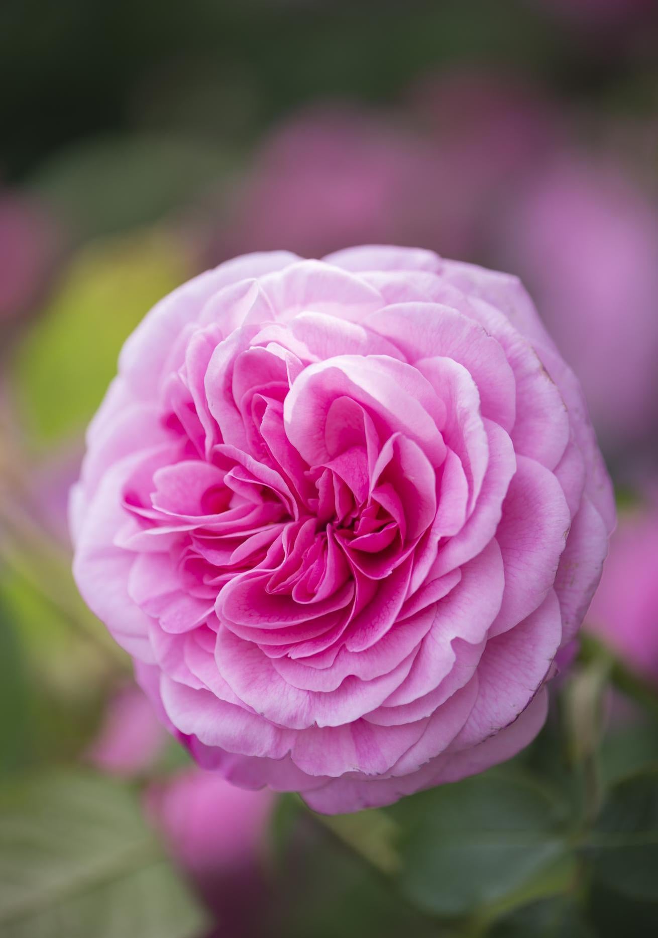 The Fragrance of the World's Favourite Rose | David Austin