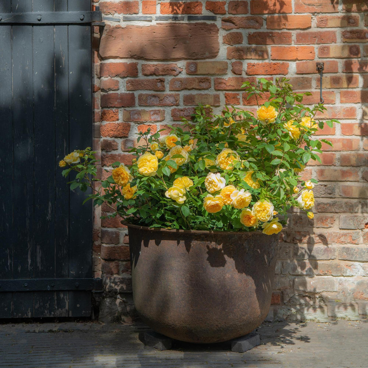 Bring Me Sunshine | English Shrub Rose | David Austin Roses