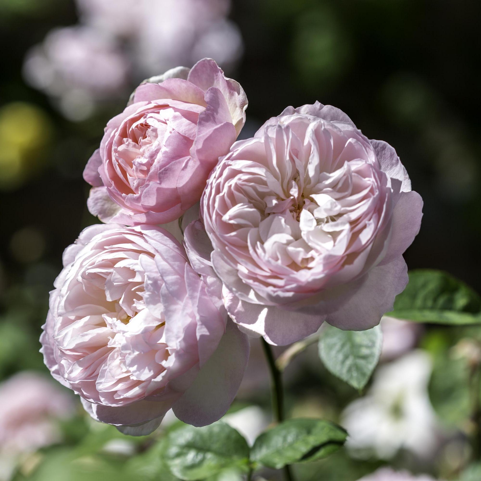 Pink Austin Roses Pink Roses - David Austin Roses