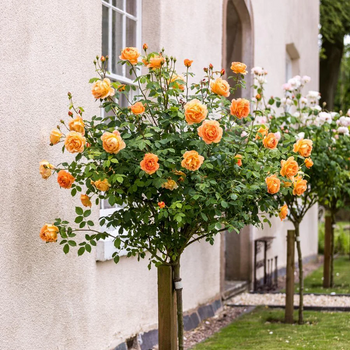 Standard Tree Roses