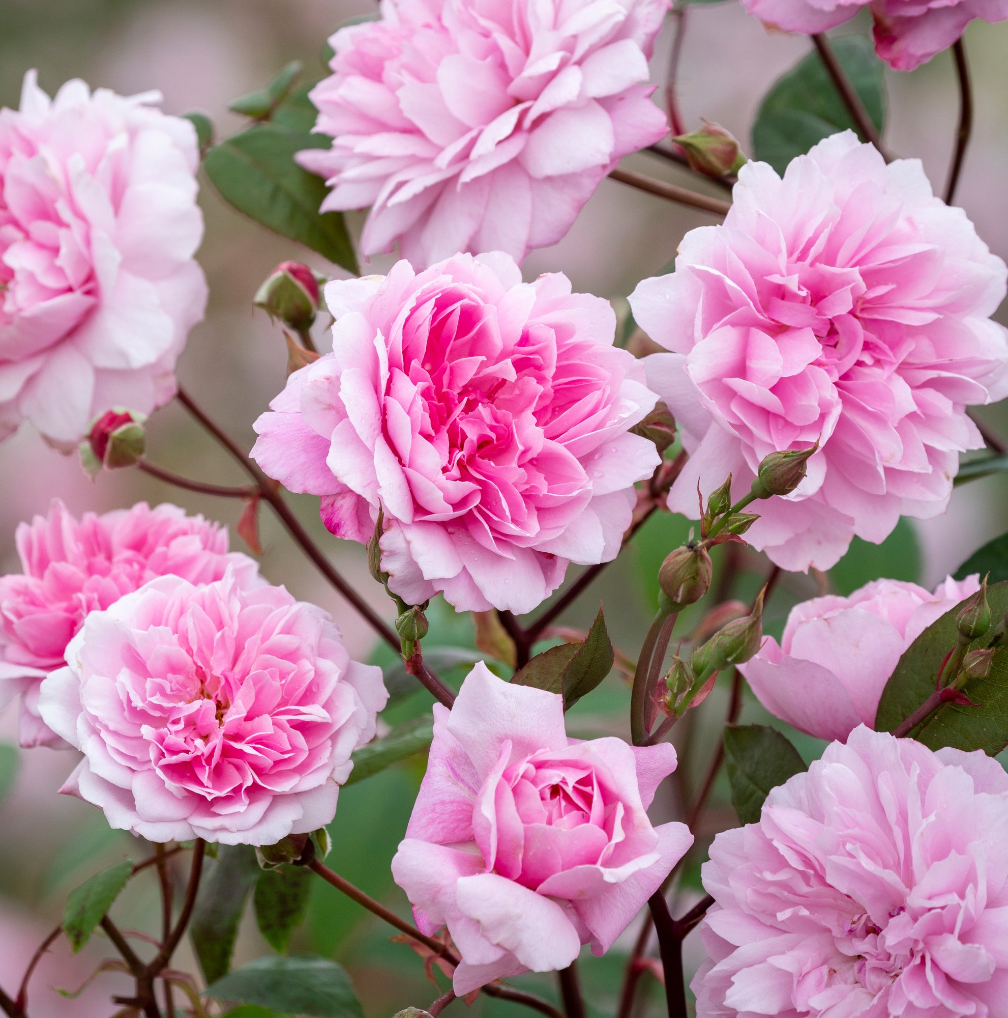 Types Of Climbing Roses