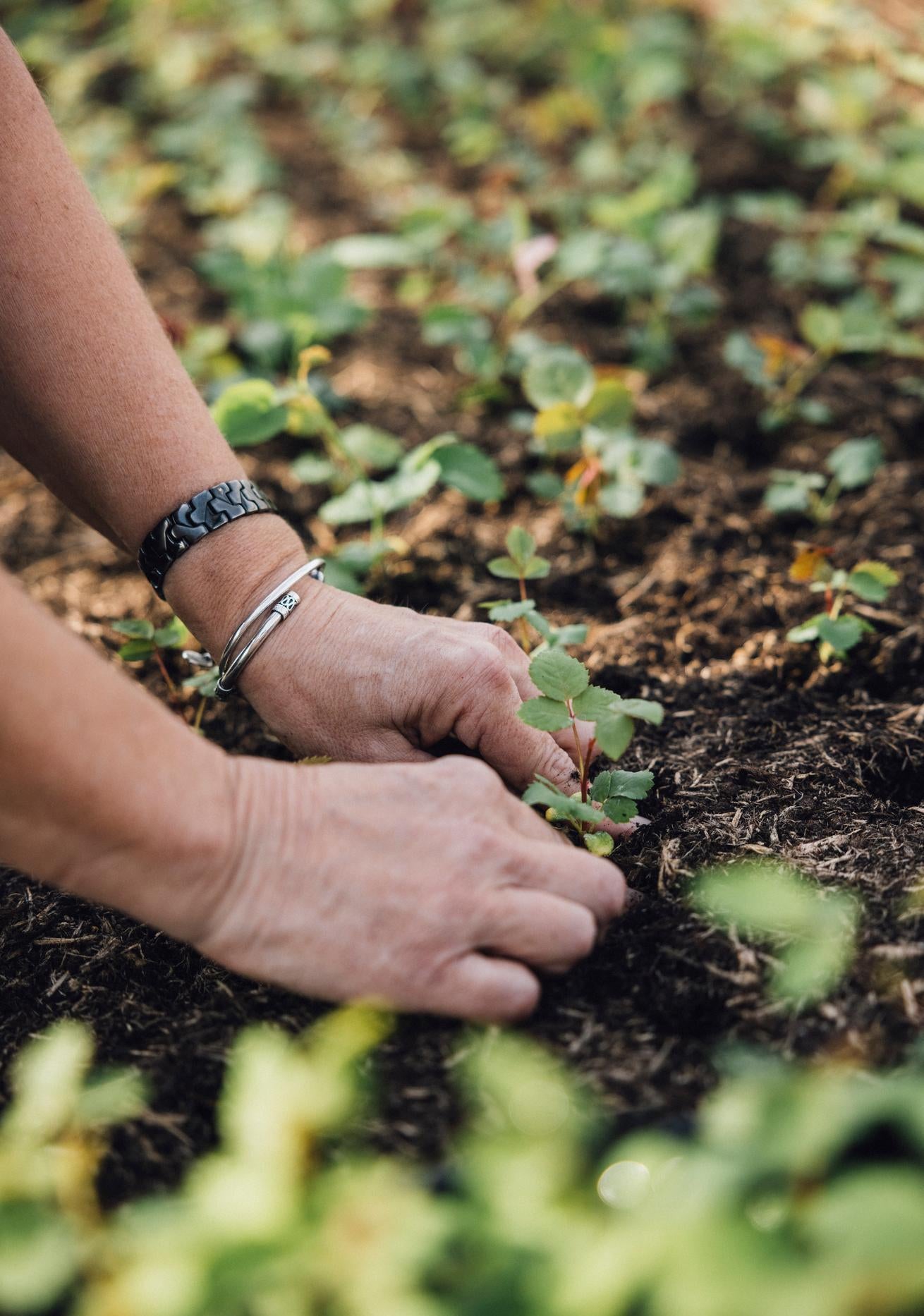 Person planting a seedling at David Austin