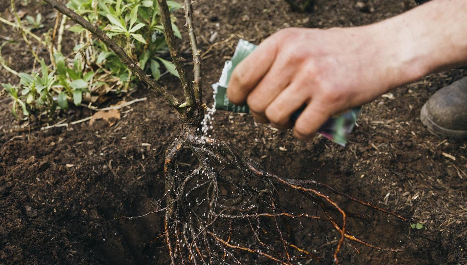 Man sprinkling David Austin Mycorrhizal Fungi on a bare root rose in the ground