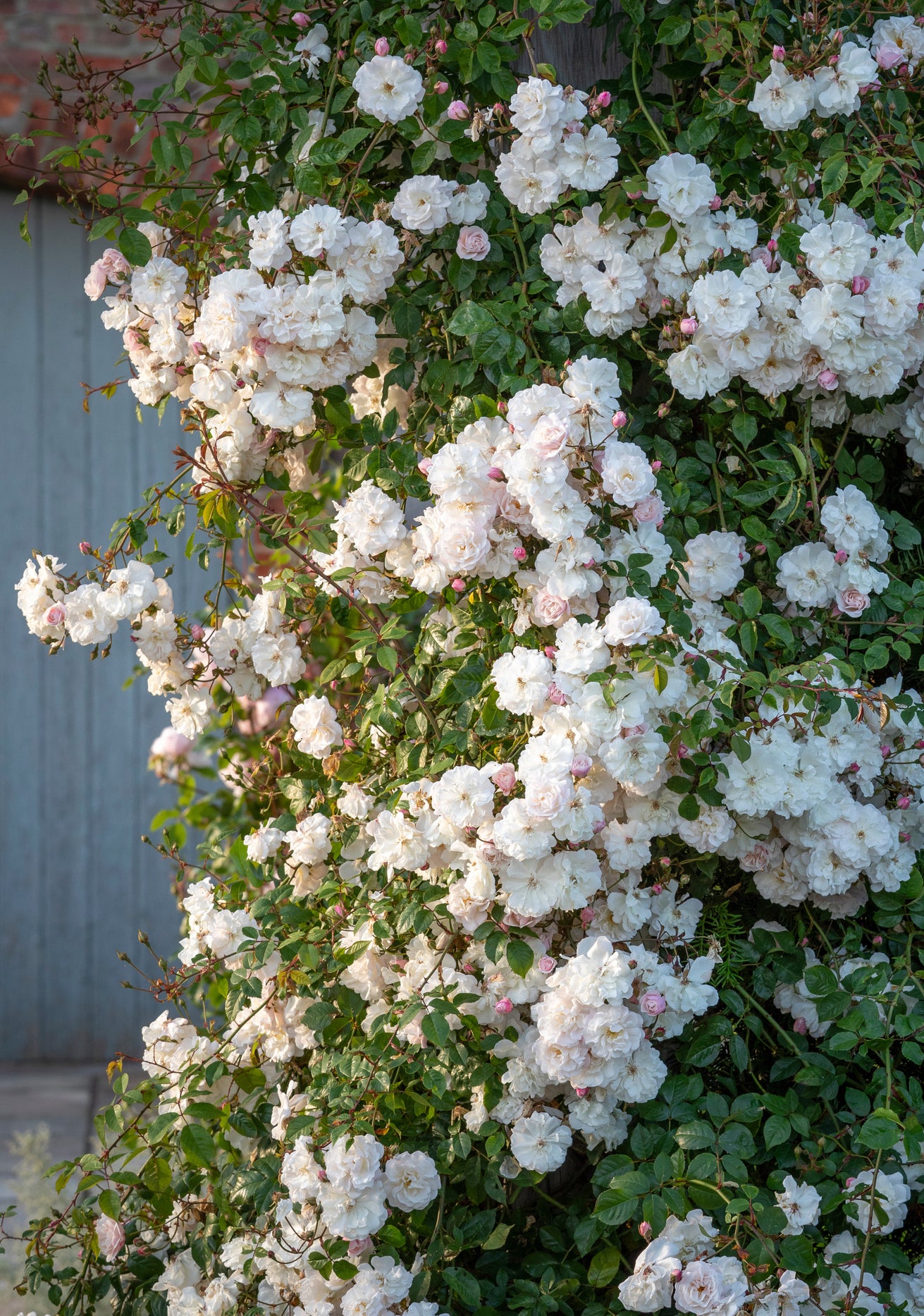 Adelaide_D_orleans rambling rose