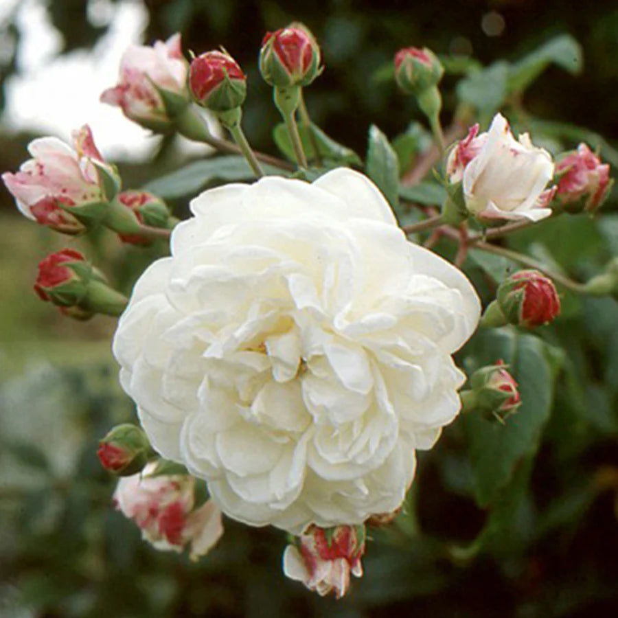 Aimee_Vibert white climbing rose