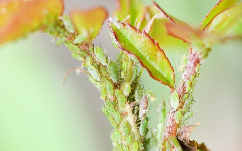 aphids on a rose