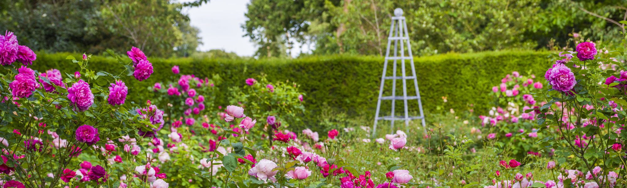 Somerleyton House with David Austin roses displayed in the gardens
