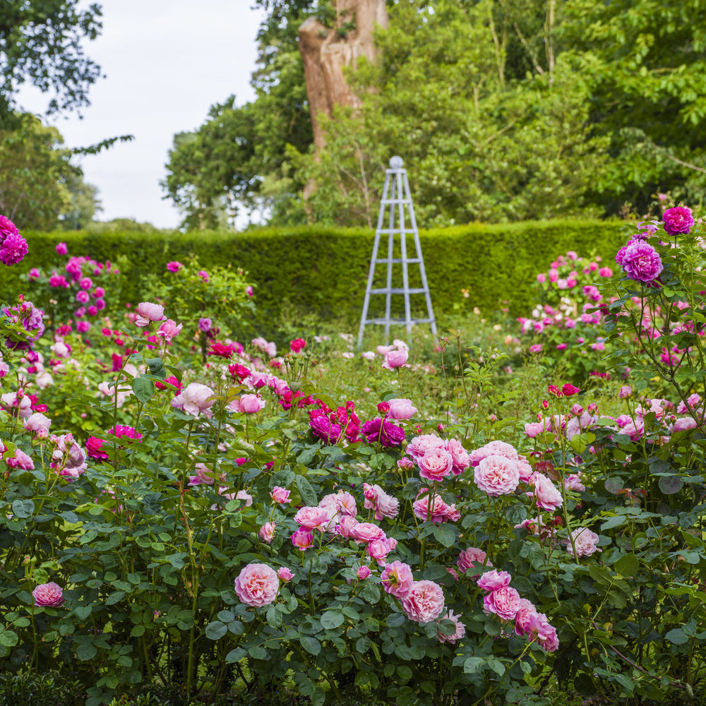 How to Design a Rose Garden UK: Expert Tips & Tricks