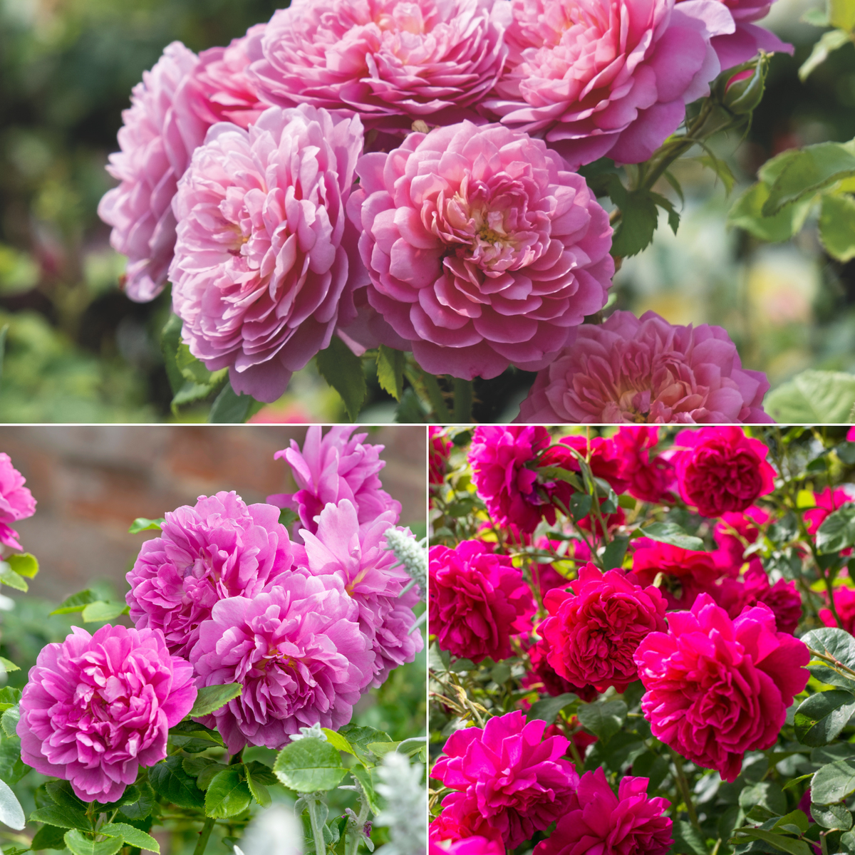 Bold Pink & Red Rose Collection