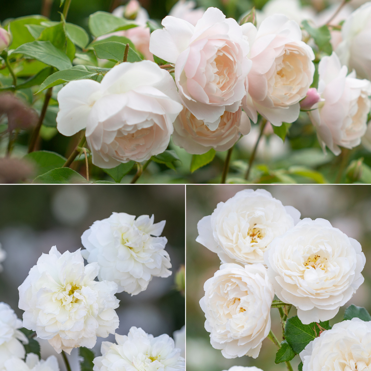 White Rose Collection