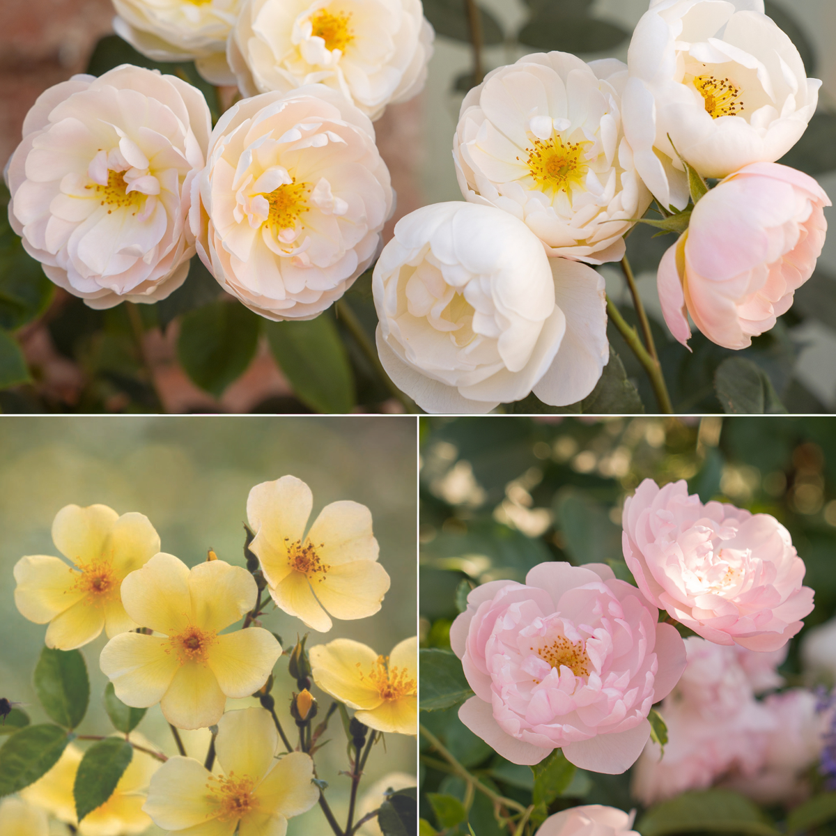 Bee-Friendly Rose Collection