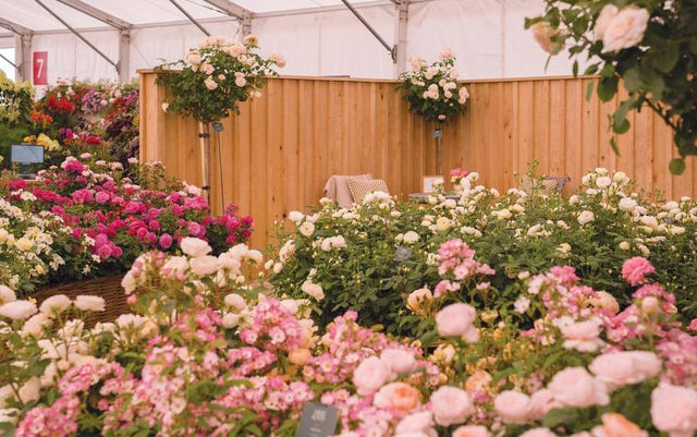 Highlights from RHS Badminton Flower Show 2026 | David Austin