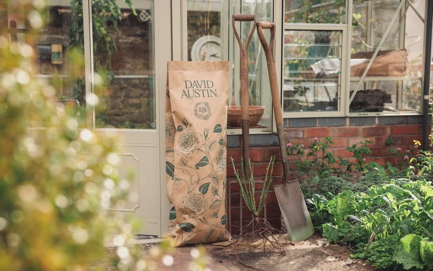 Bare root rose with David Austin packaging beside a greenhouse