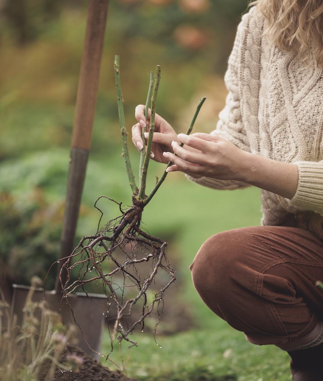 Woman holding a bare root rose bred by David Austin