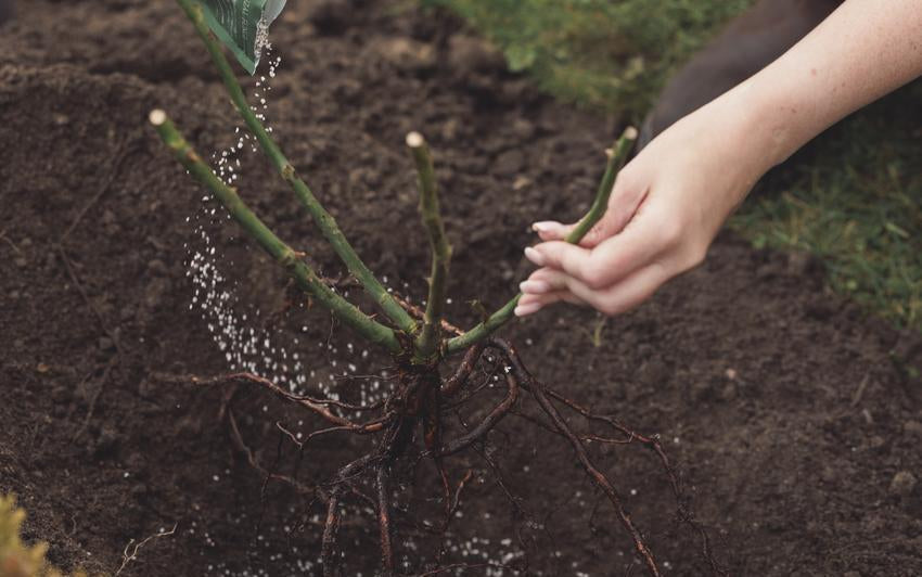 Woman sprinkling David Austin Mycorrhizal Fungi on a bare root rose in the ground