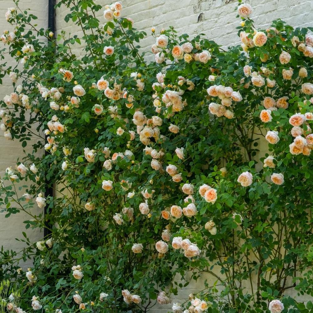 Bathsheba apricot climbing rose bred by David Austin
