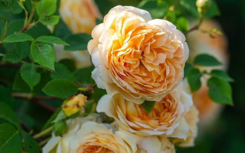 Bathsheba orange rose bred by David Austin
