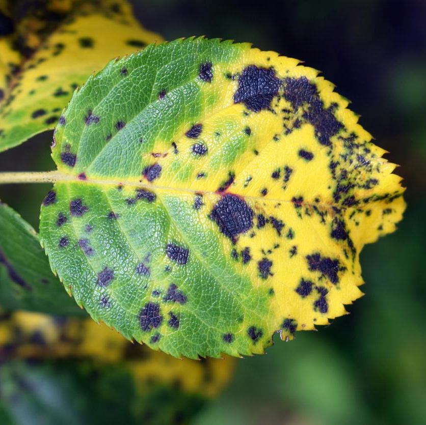 Rose leaf showing blackspot
