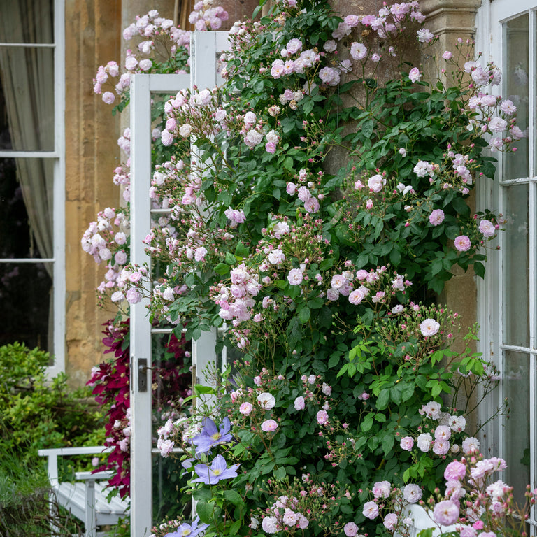 Nosiette Roses Blush Noisette | Climbing Rose | David Austin Roses