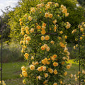 Bring me sunshine yellow rose bred by David Austin