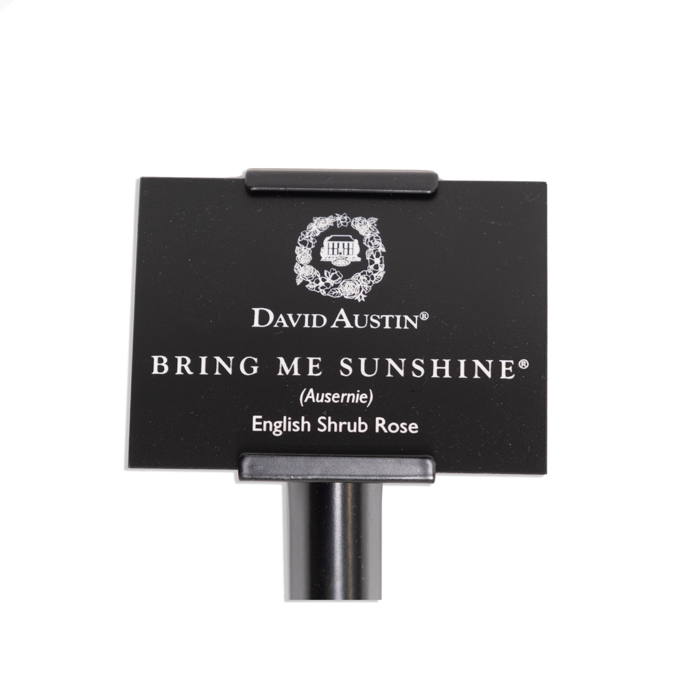Bring Me Sunshine Engraved Rose Label & Stake
