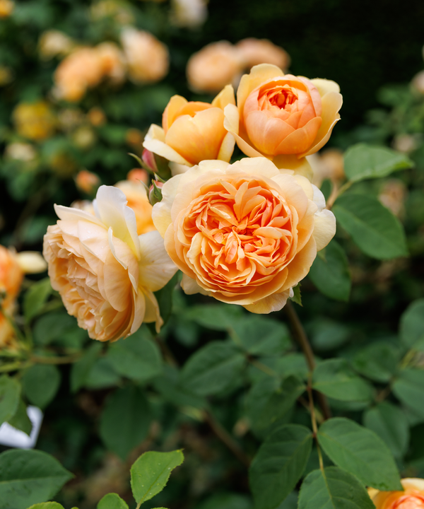 English Roses from David Austin Roses | Bare Root & Potted Plants