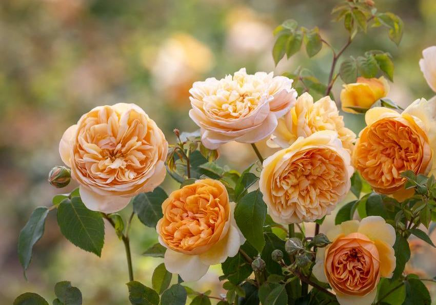 Bring me sunshine orange rose bred by David Austin