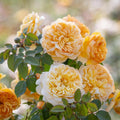 Bring me sunshine yellow rose bred by David Austin 