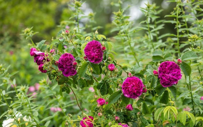 Rosa Charles_de_Mills dark pink rose