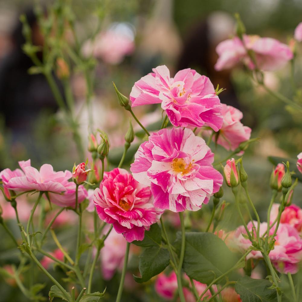 The King's Rose®