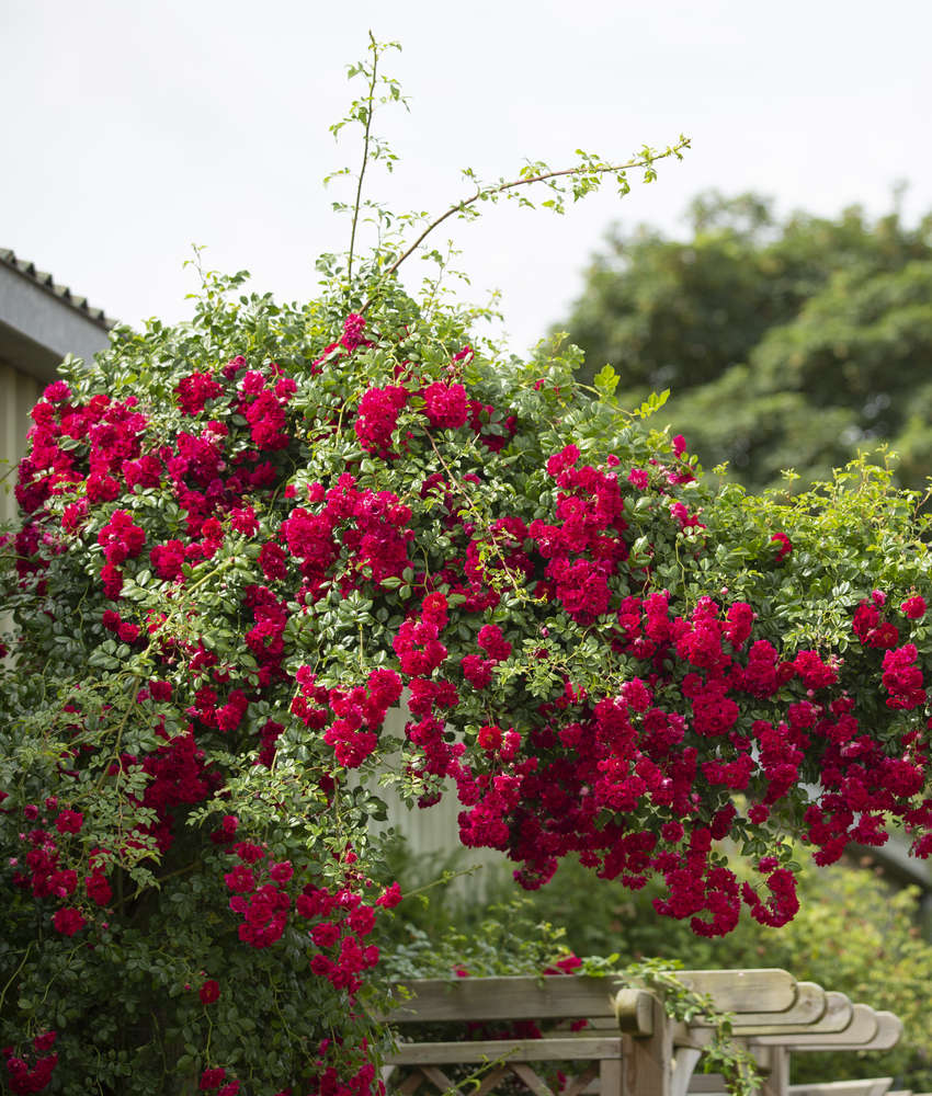 Washed Red Roses Creating Bold Red Rose Schemes