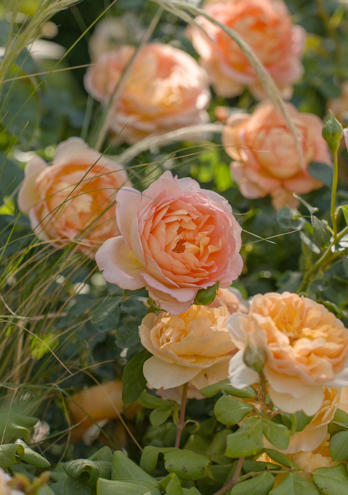 A close-up garden scene showing peachy blush blooms of the Lady of Shalott rose in full bloom among green foliage and blades of grass.