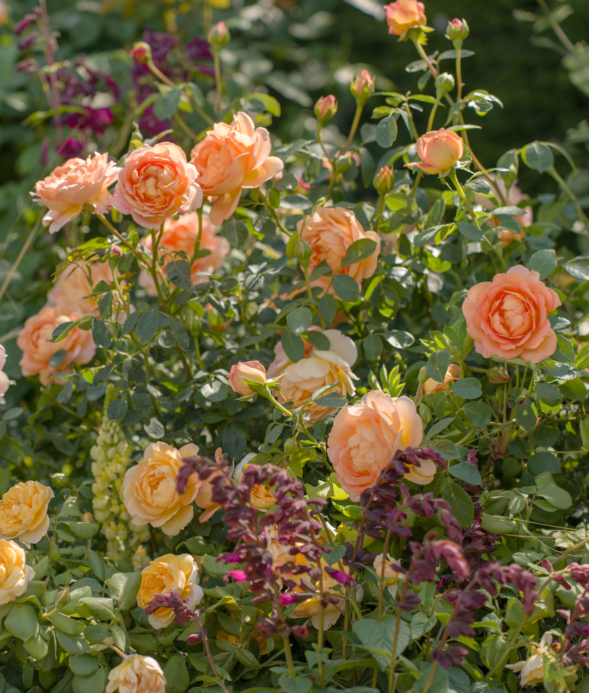 A sunlit garden border showcasing Lady of Shalott, a beautiful apricot shrub rose with glossy green foliage, surrounded by grasses and purple companion plants.