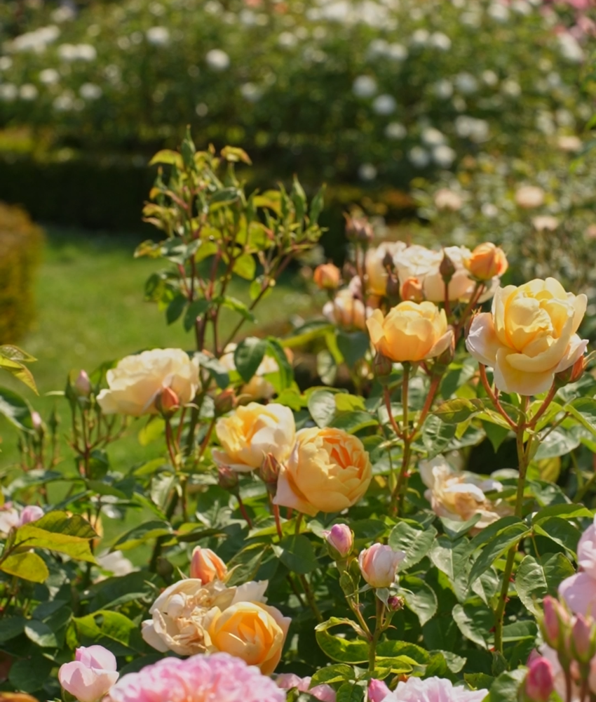 Dannahue apricot rose bred by David Austin
