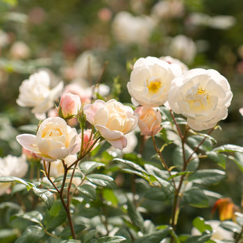 Shrub Roses