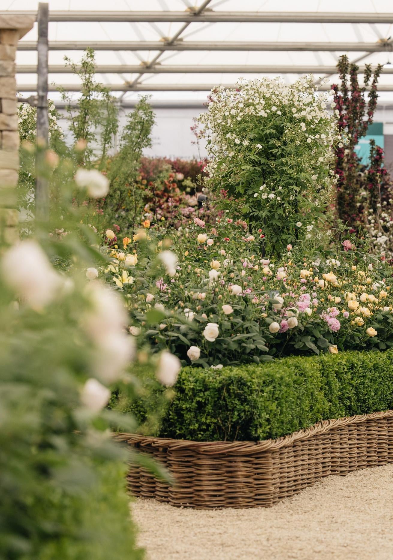 RHS Chelsea Flower Show: The Cotswold Garden | David Austin