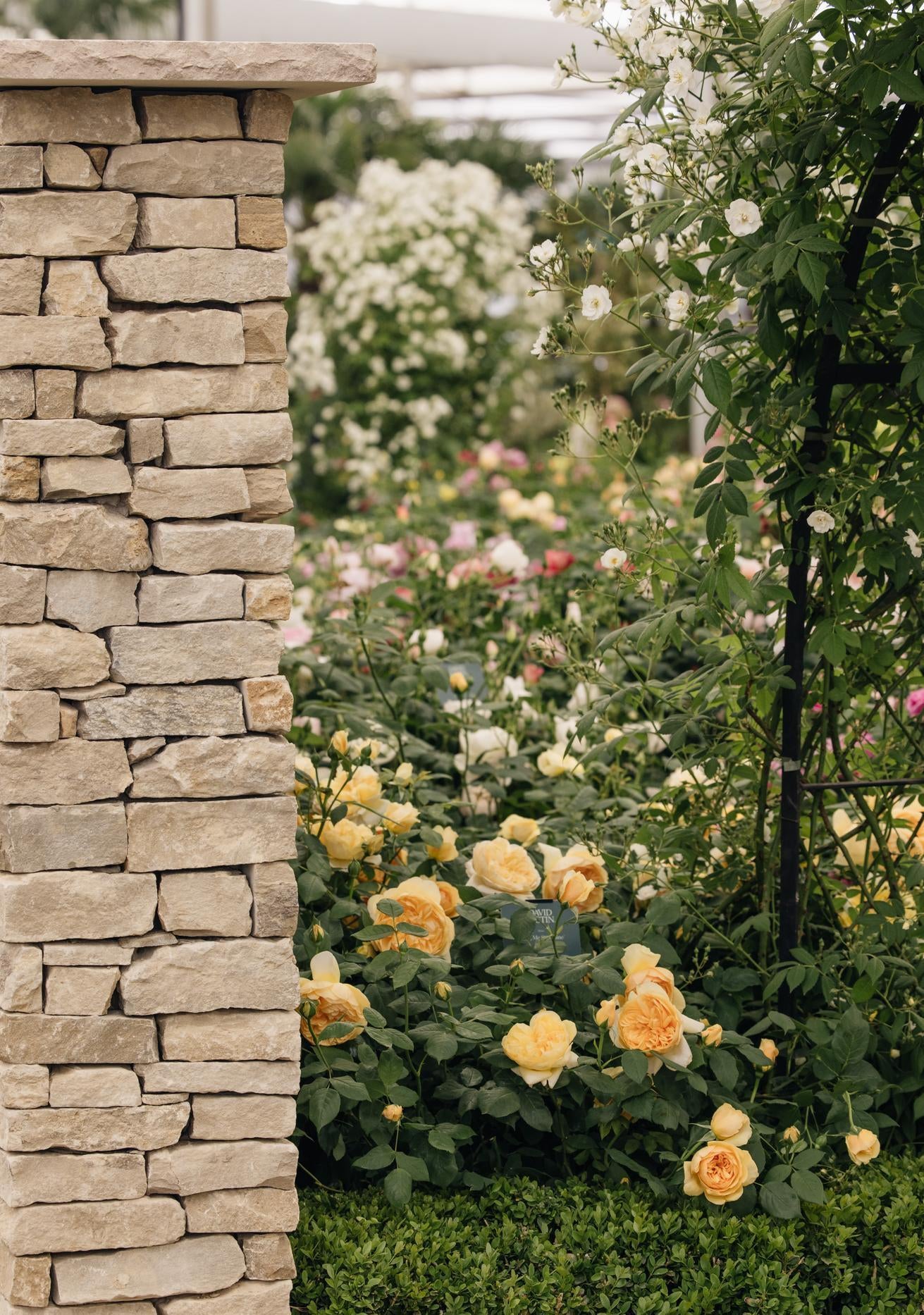 David Austin show stand at RHS Chelsea flower show bring me sunshine rose