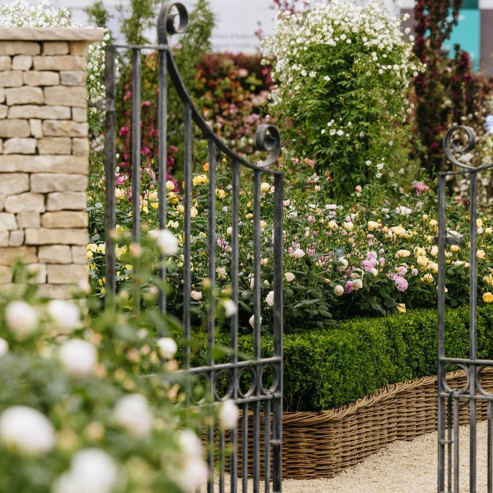 The Cotswold Garden at Chelsea | David Austin