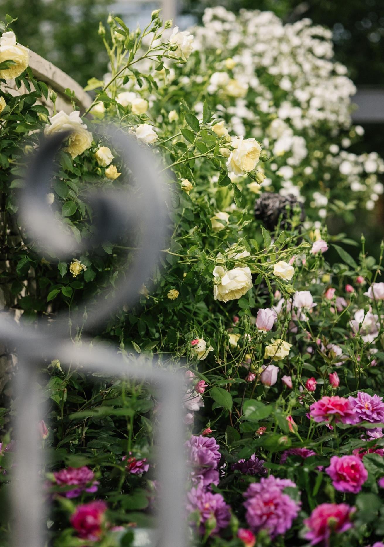 David Austin show stand at RHS Chelsea flower show
