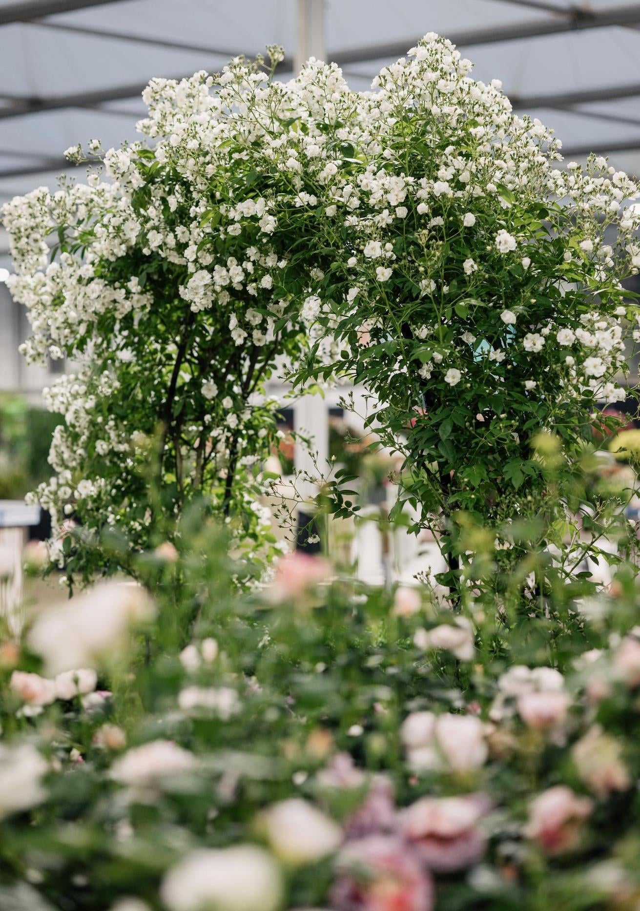 David Austin show stand at RHS Chelsea flower show