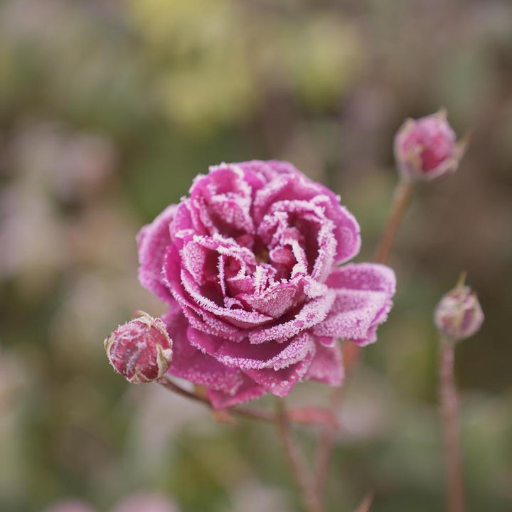 A Year With Roses: Seasonal Goals for Your Garden | David Austin