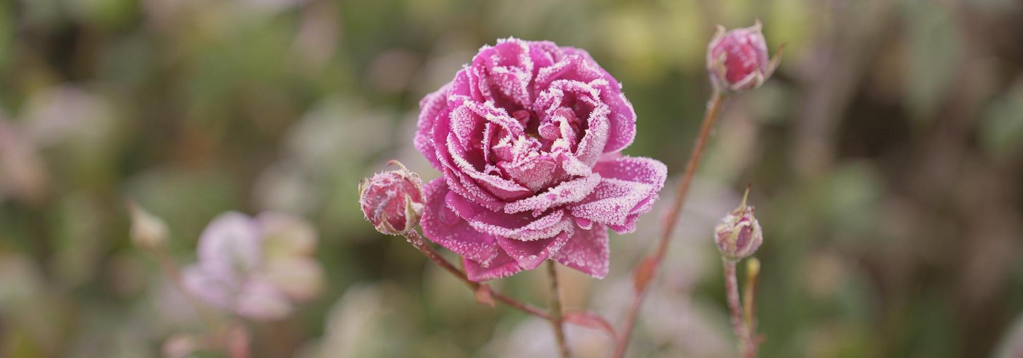 Frosty-Penelope-Lively pink rose