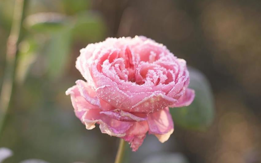 Queen of Sweden pink shrub rose bred by David Austin frosty
