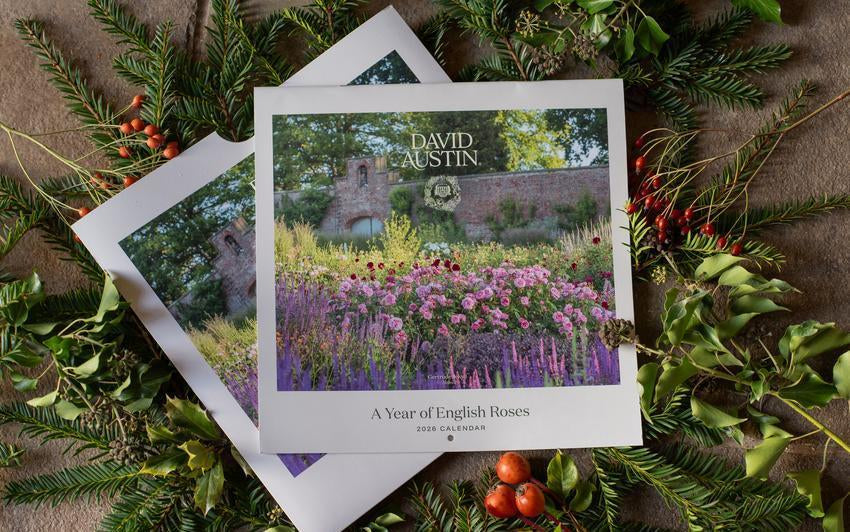 David Austin wall calendar in a festive setting