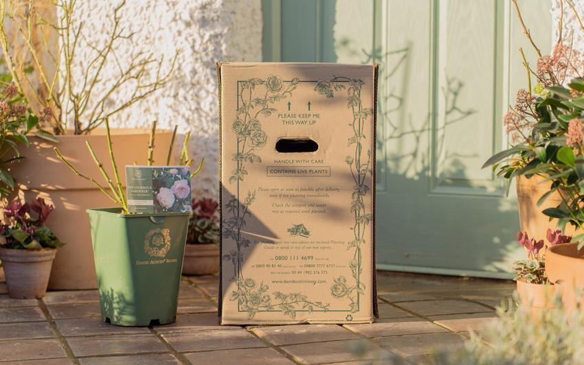 A rose in a David Austin pot